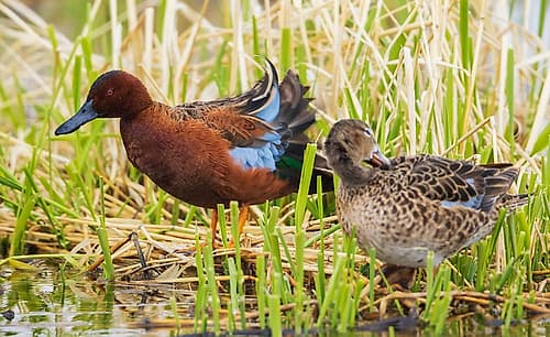 Cinnamon teal pair preening Art Print